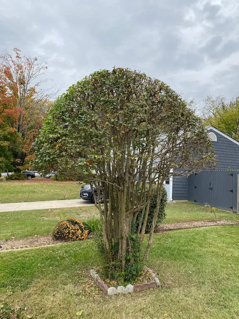 Lawn care project 69